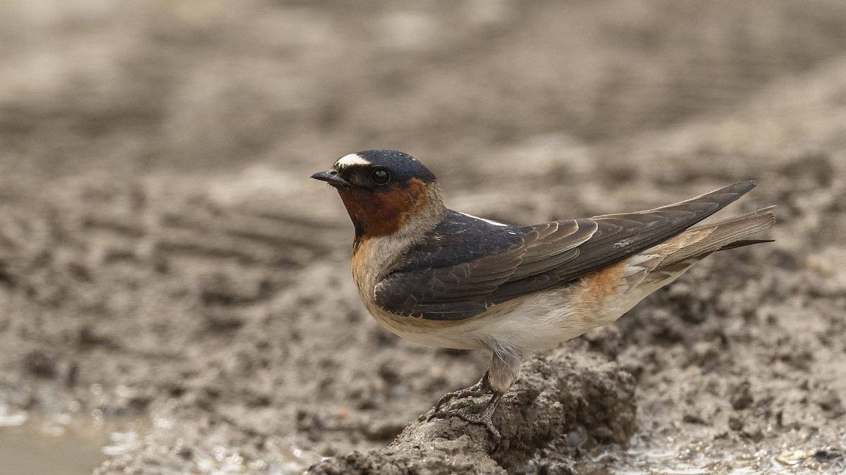 Cliff Swallow - Ian Routley