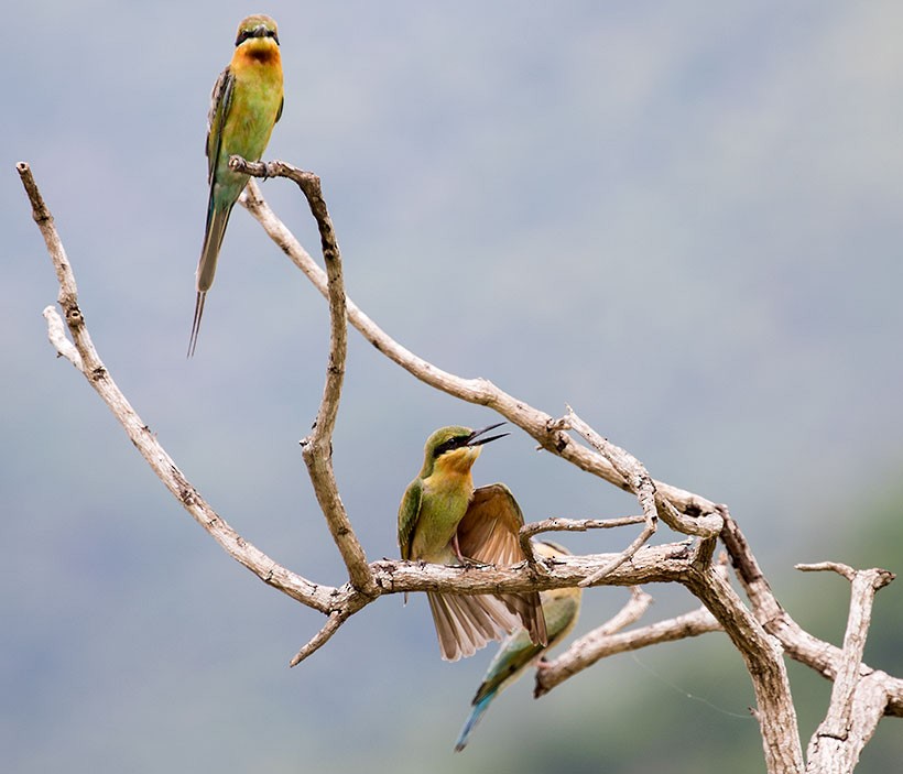 Blue-tailed Bee-eater - ML248143031