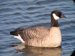Cackling Goose, ML248143351