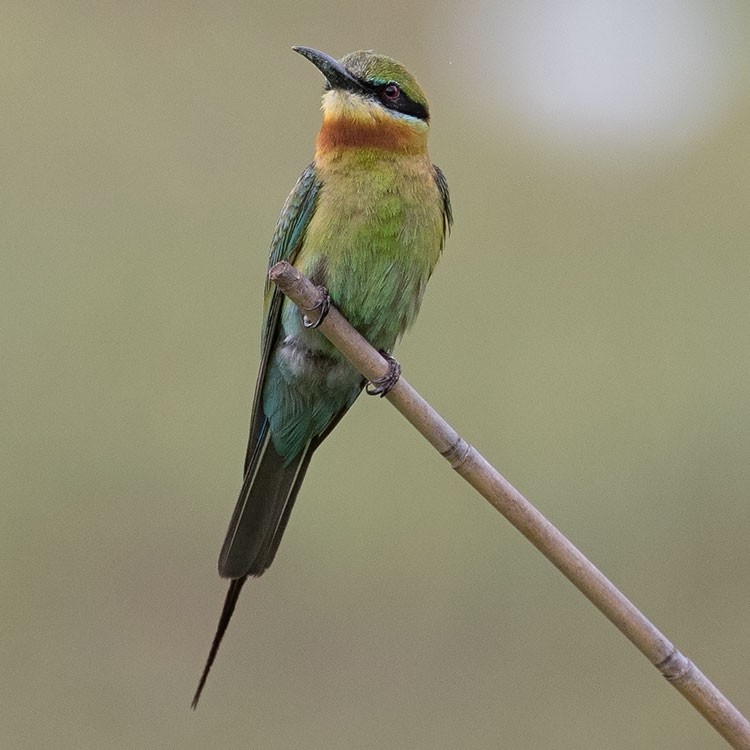 Blue-tailed Bee-eater - ML248146151