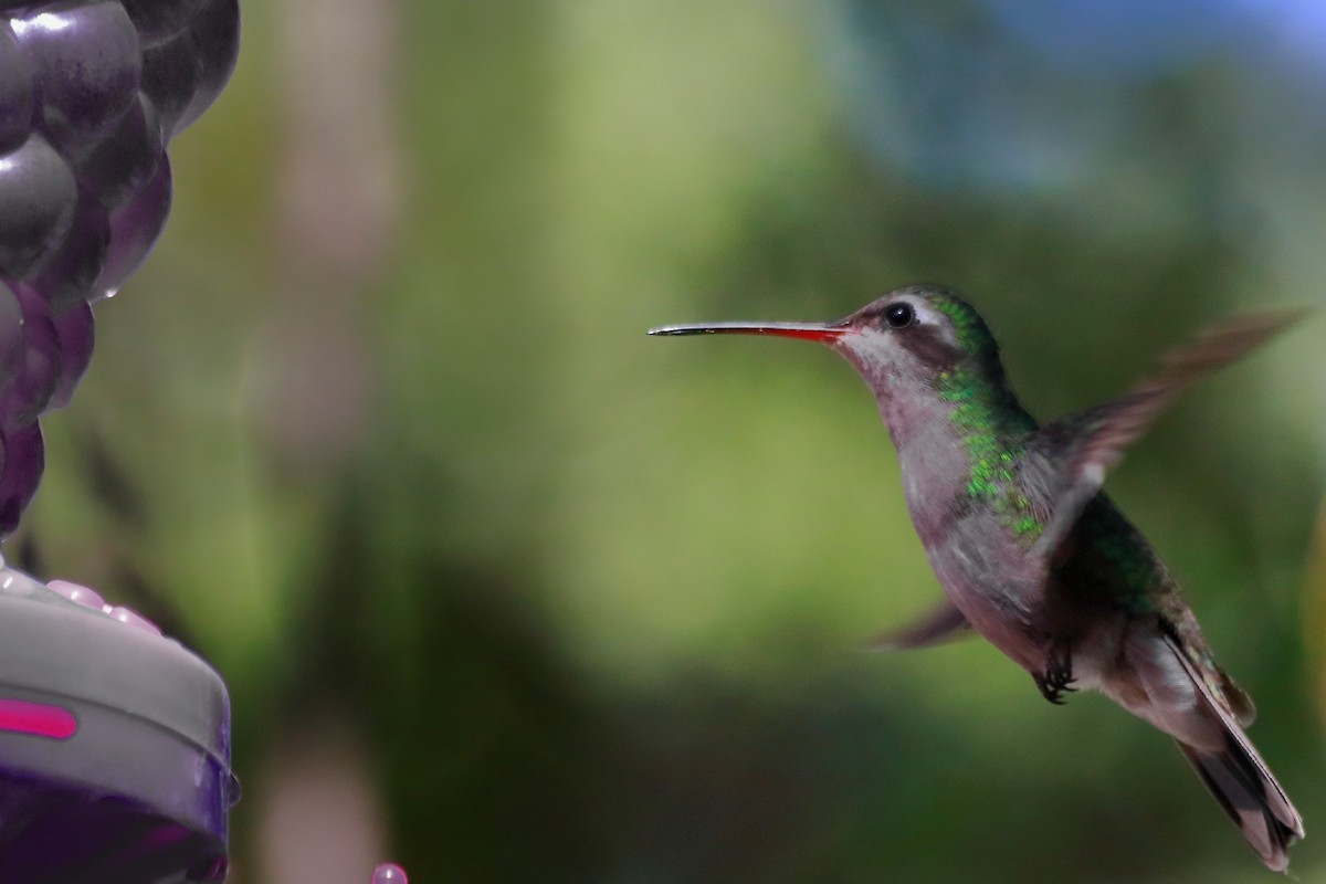 Broad-billed Hummingbird - Arturo Duchateau