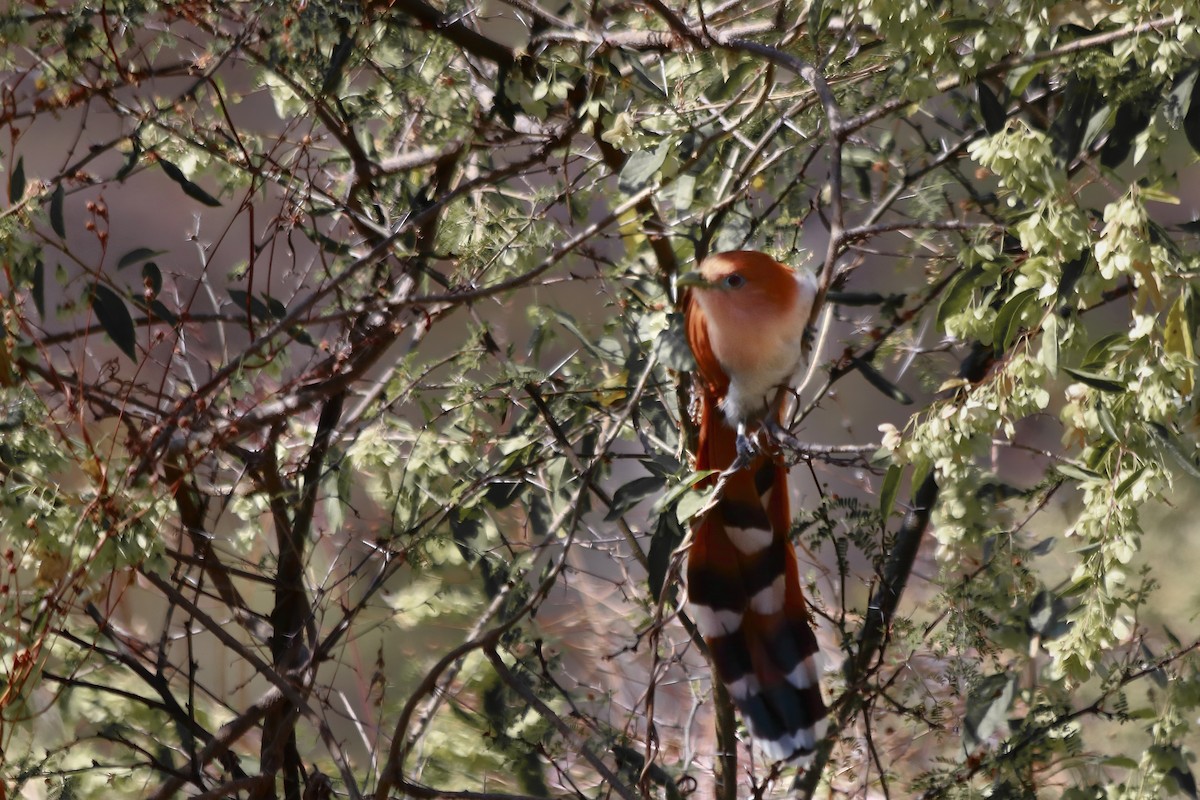 Squirrel Cuckoo - Arturo Duchateau