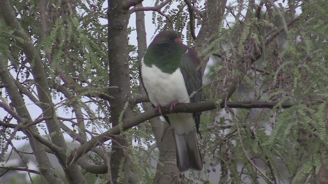 New Zealand Pigeon - ML248149651