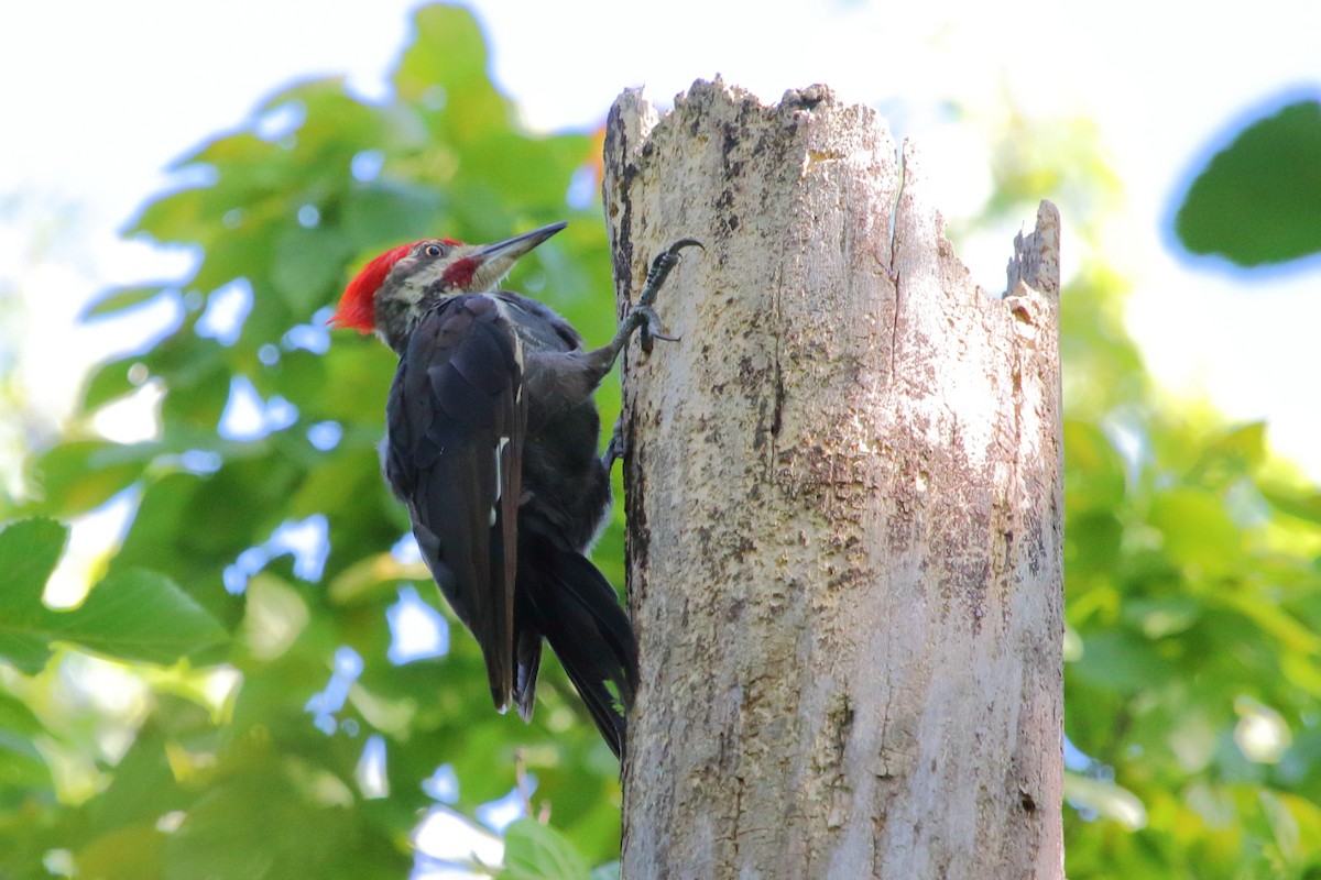 Pileated Woodpecker - ML24815381