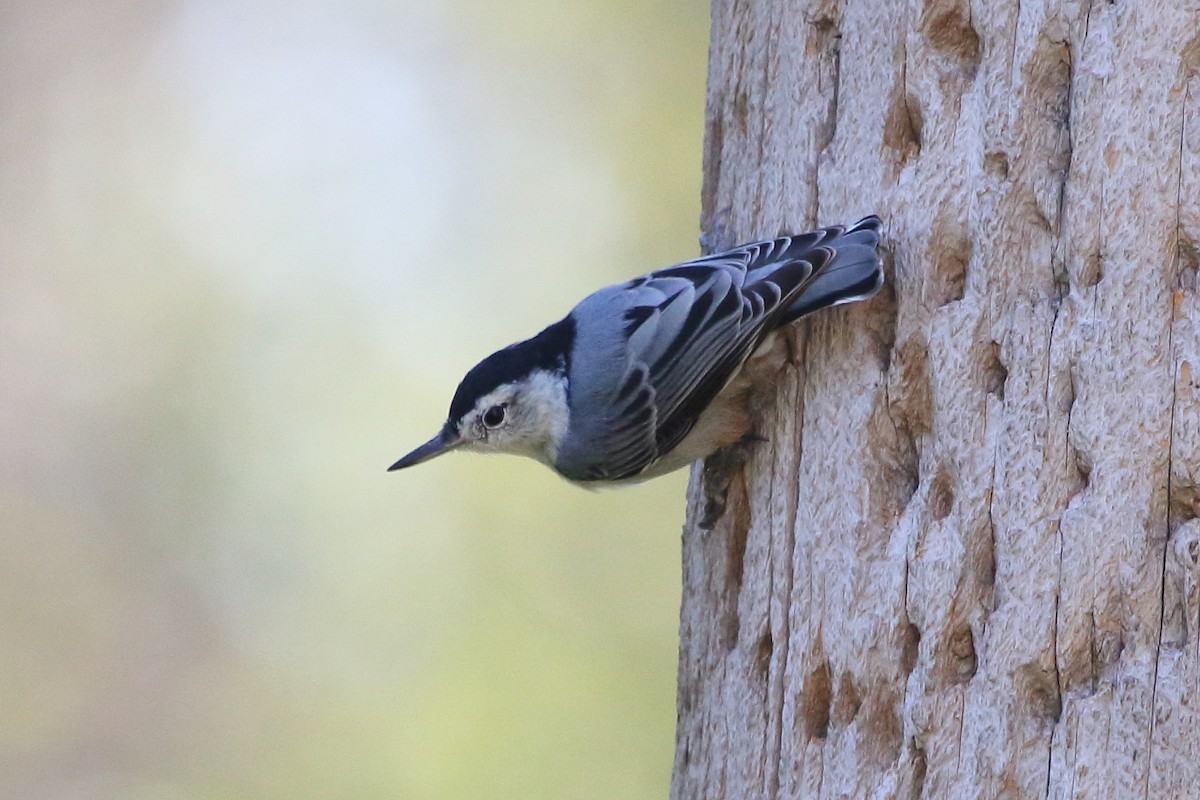 White-breasted Nuthatch - ML24815651