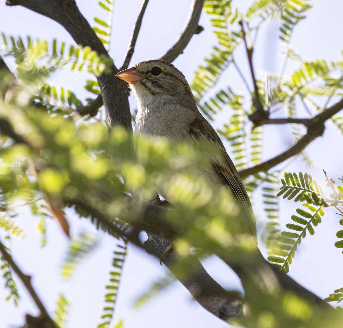 Rufous-winged Sparrow - Jason Lott