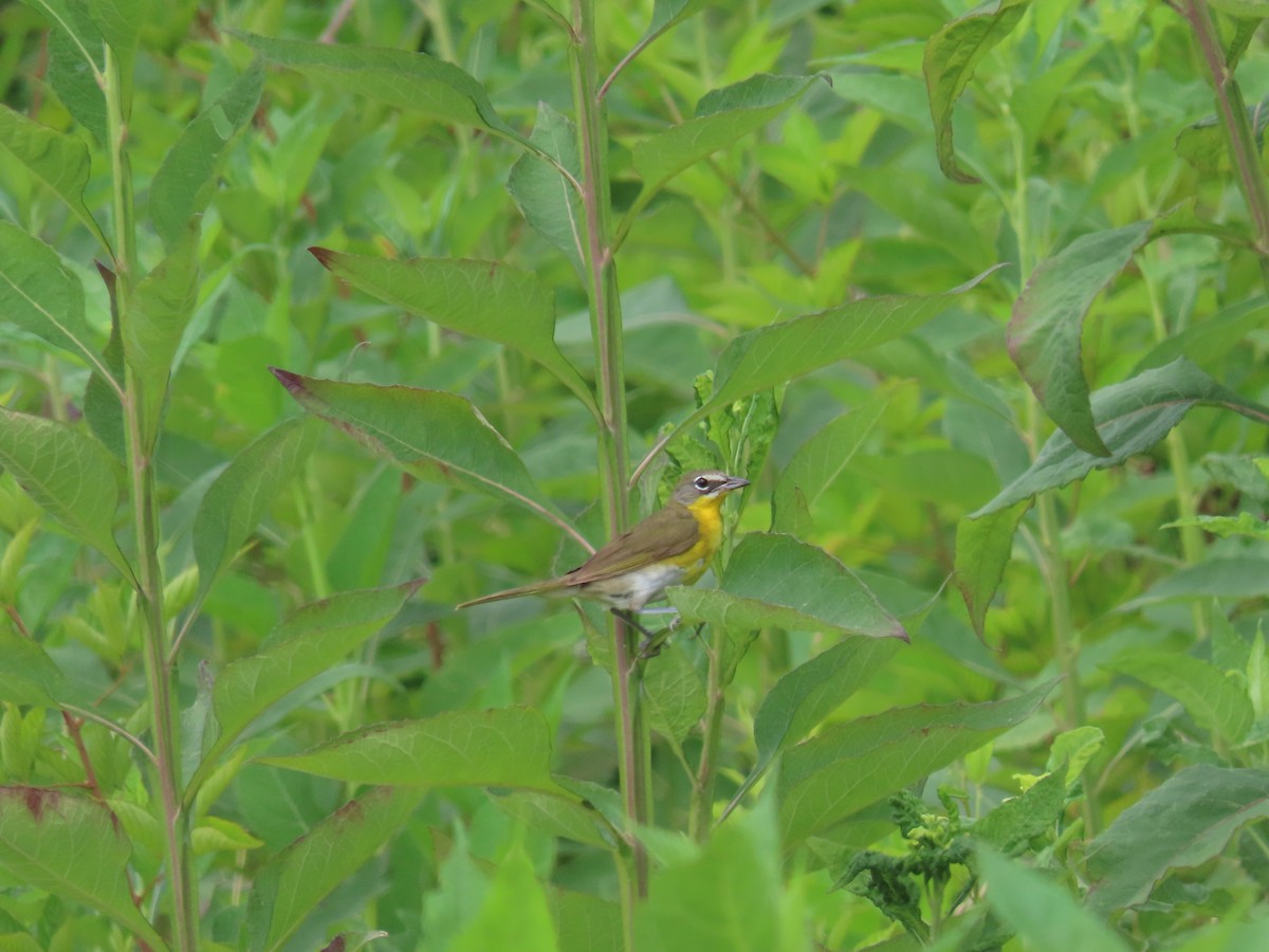Yellow-breasted Chat - ML248158361