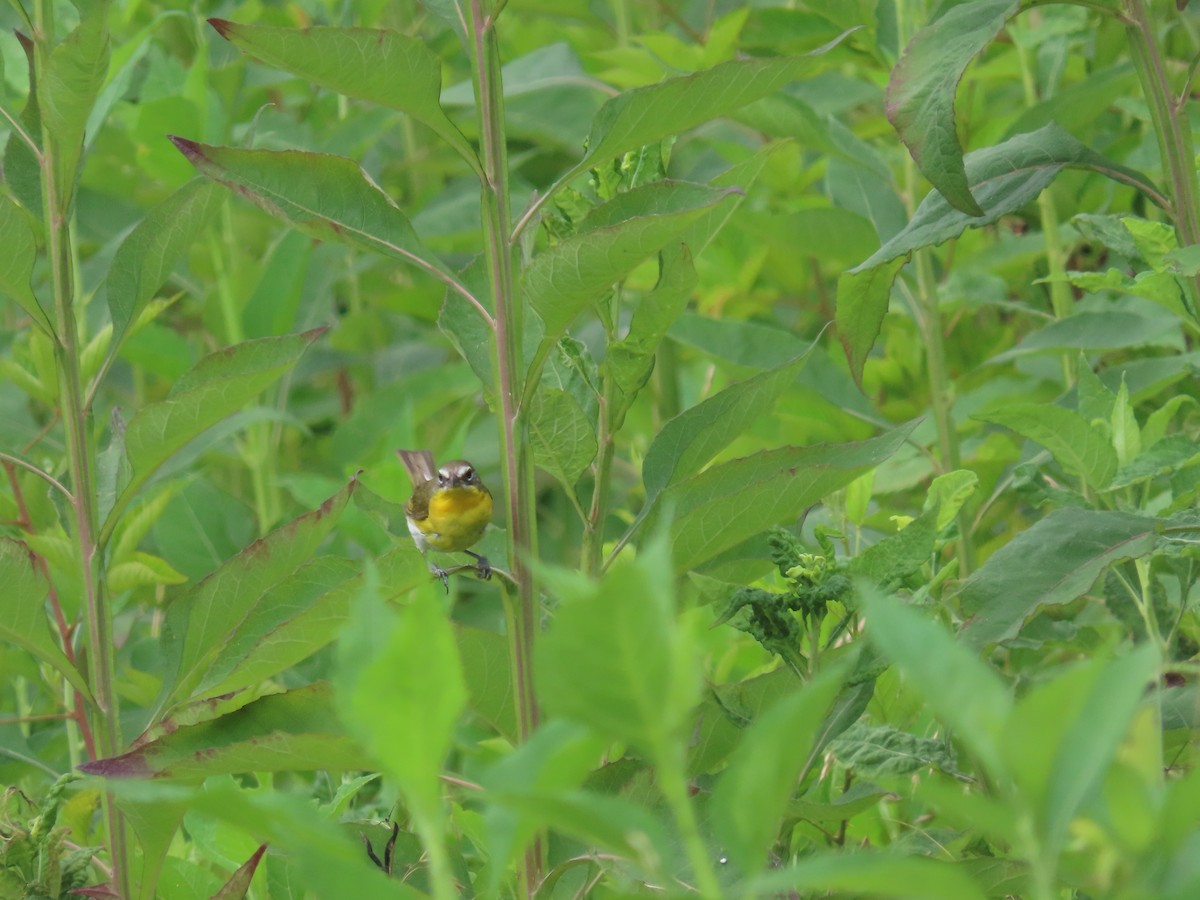Yellow-breasted Chat - ML248158371
