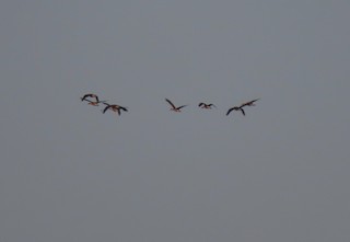 Fulvous Whistling-Duck, ML248159351