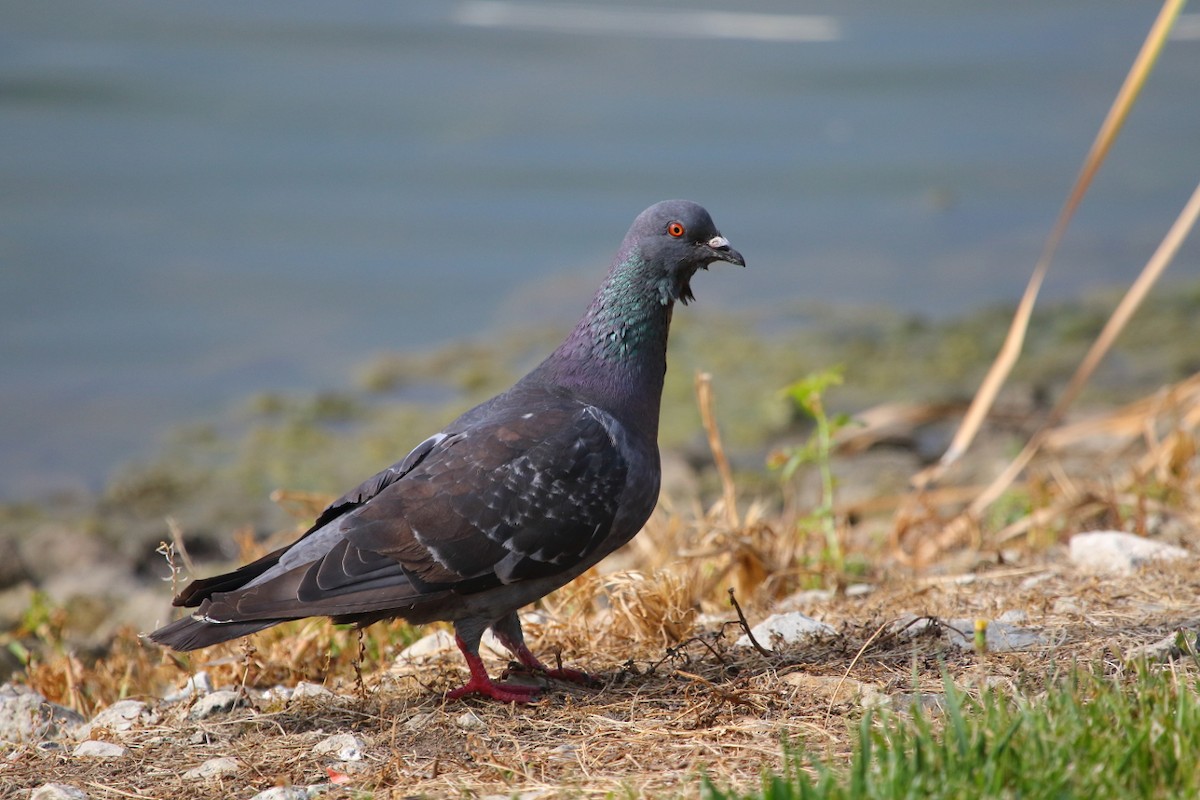 Rock Pigeon (Feral Pigeon) - Jeff Bryant