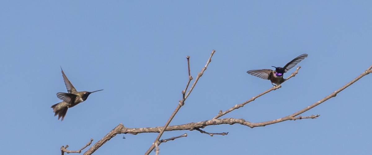 Black-chinned Hummingbird - ML248171871