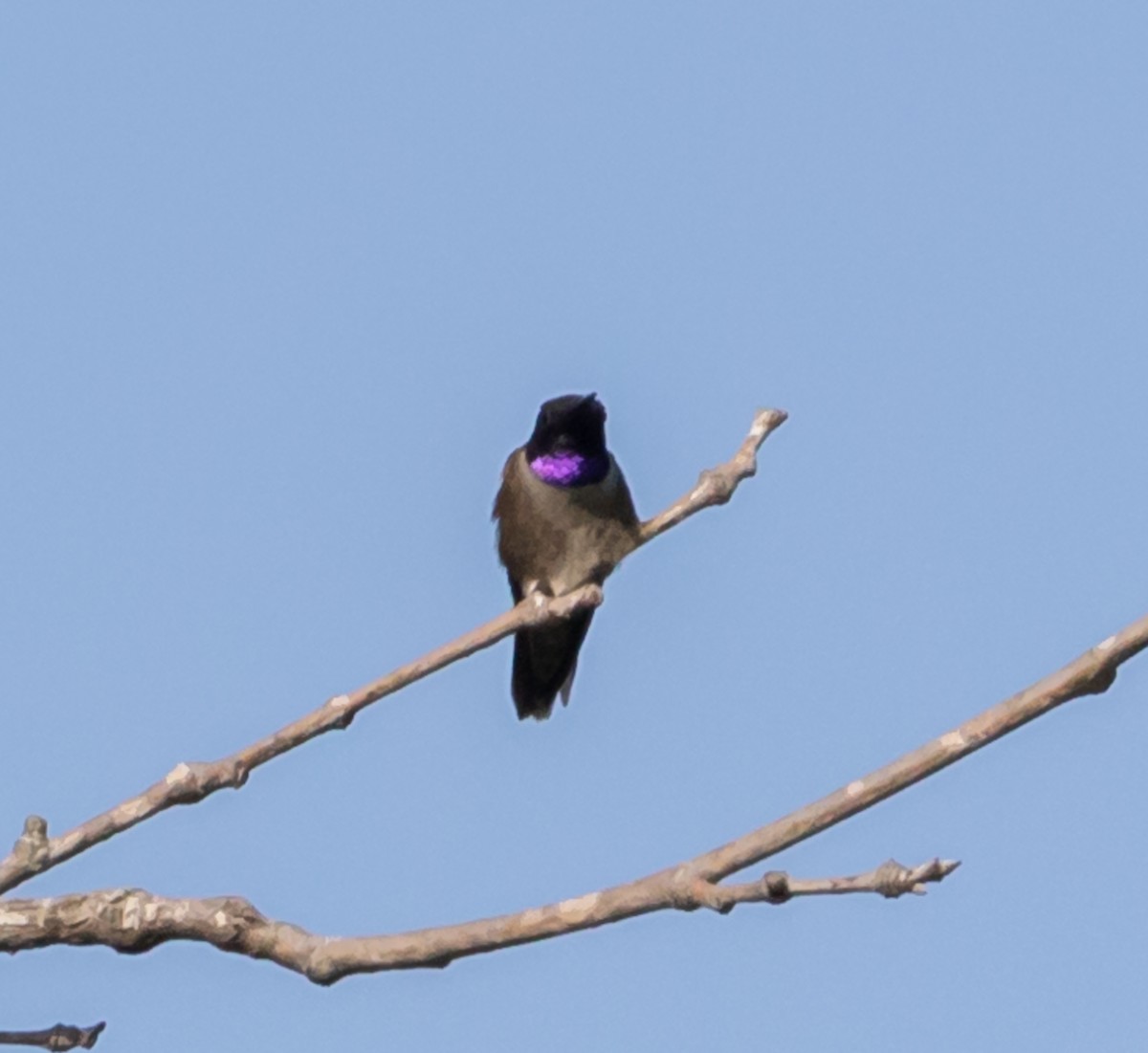 Black-chinned Hummingbird - Maury Swoveland