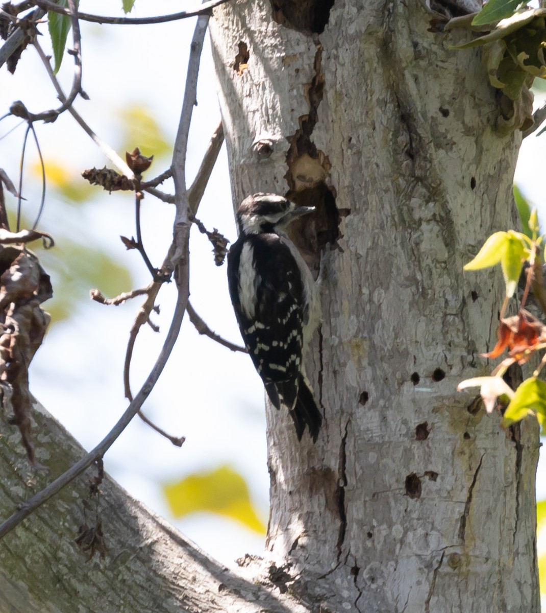 Downy Woodpecker - Maury Swoveland