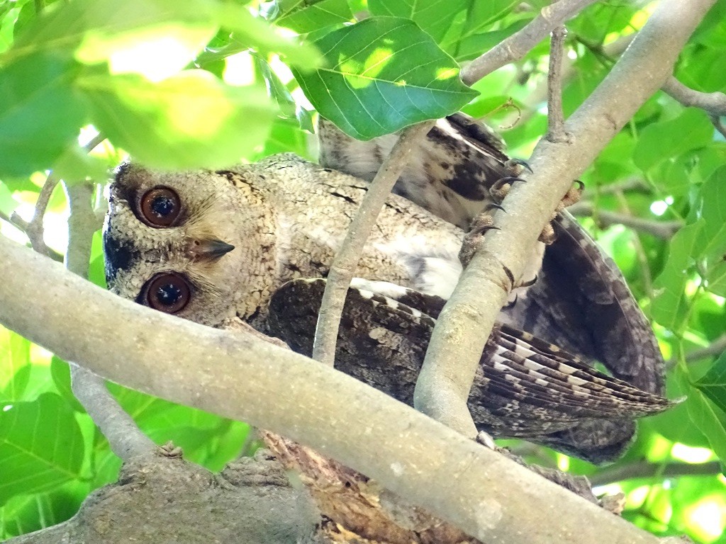 Indian Scops-Owl - ML24817581