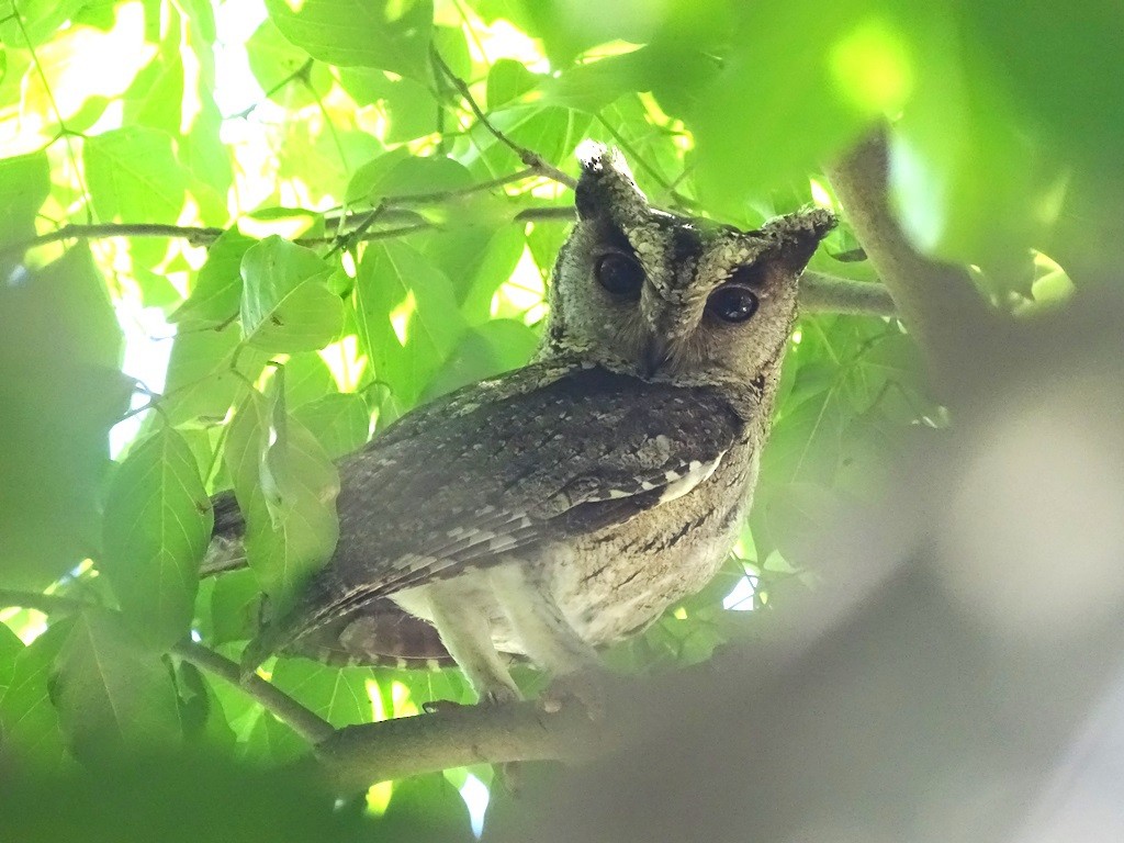 Indian Scops-Owl - ML24817591