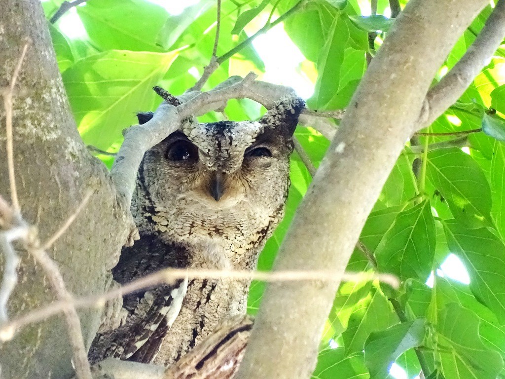 Indian Scops-Owl - ML24817601