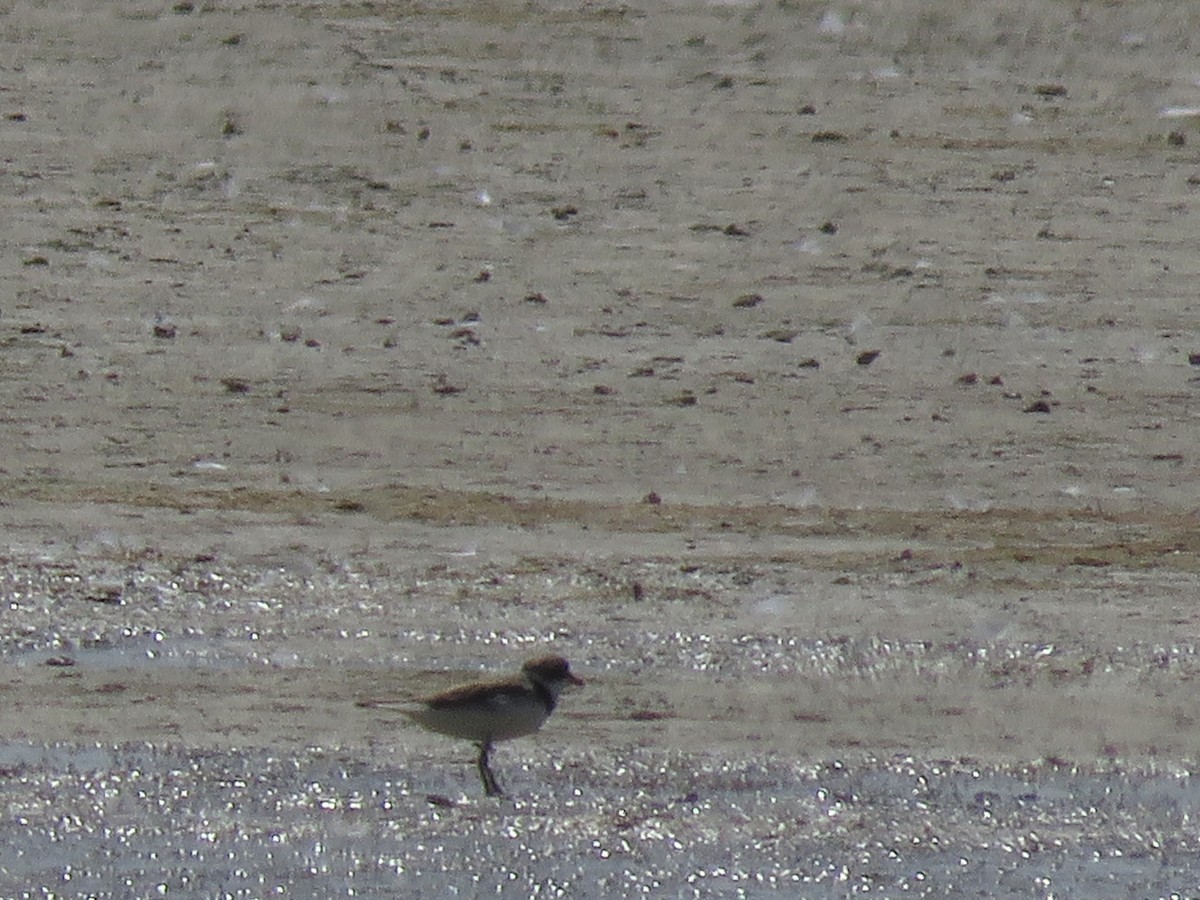 Semipalmated Plover - ML248177531