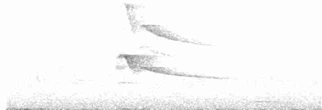 Plumbeous Kite - ML248179171