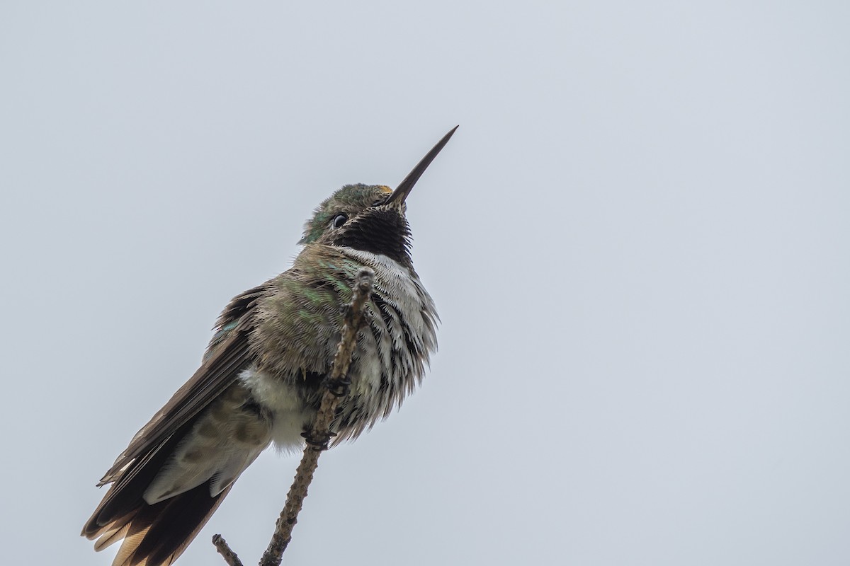 Broad-tailed Hummingbird - ML248179731