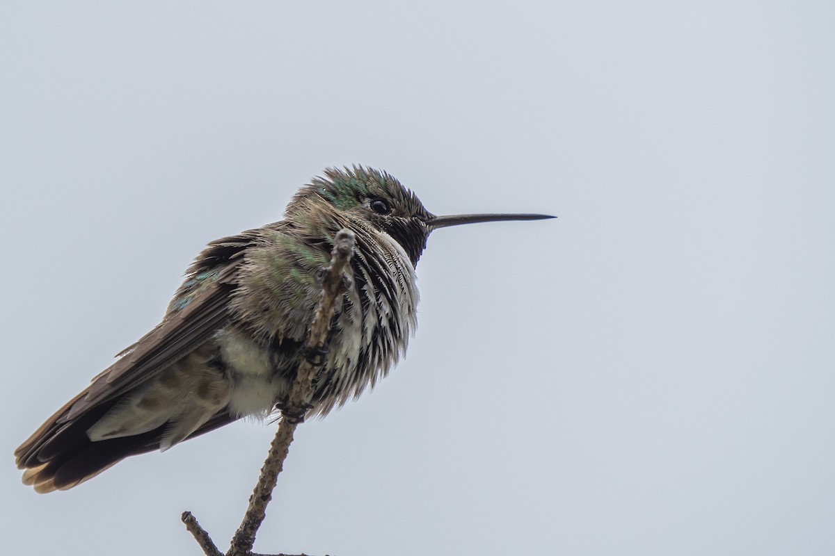 Broad-tailed Hummingbird - ML248179741