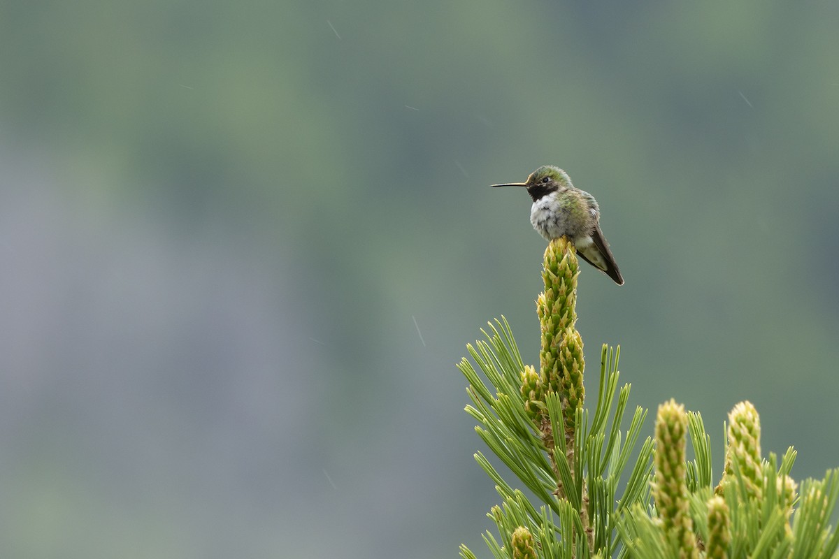 Broad-tailed Hummingbird - ML248179751