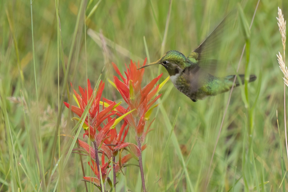 Broad-tailed Hummingbird - Joshua Covill
