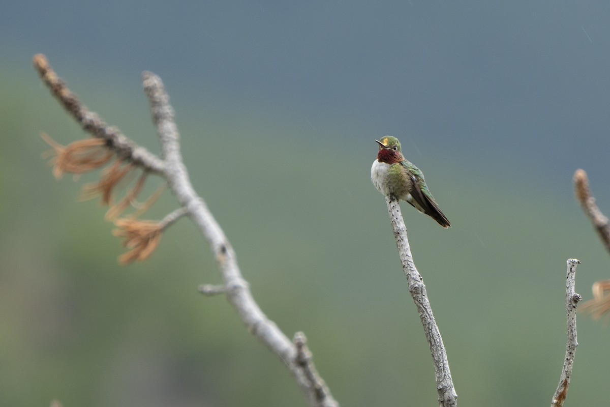 Broad-tailed Hummingbird - Joshua Covill