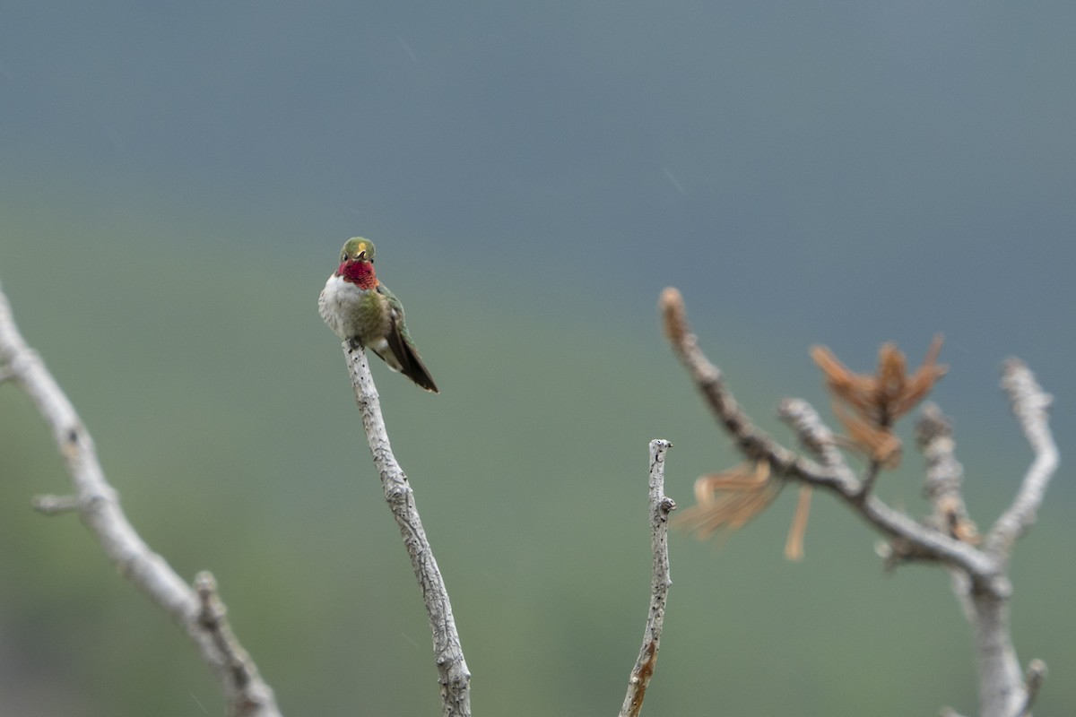 Broad-tailed Hummingbird - ML248179781
