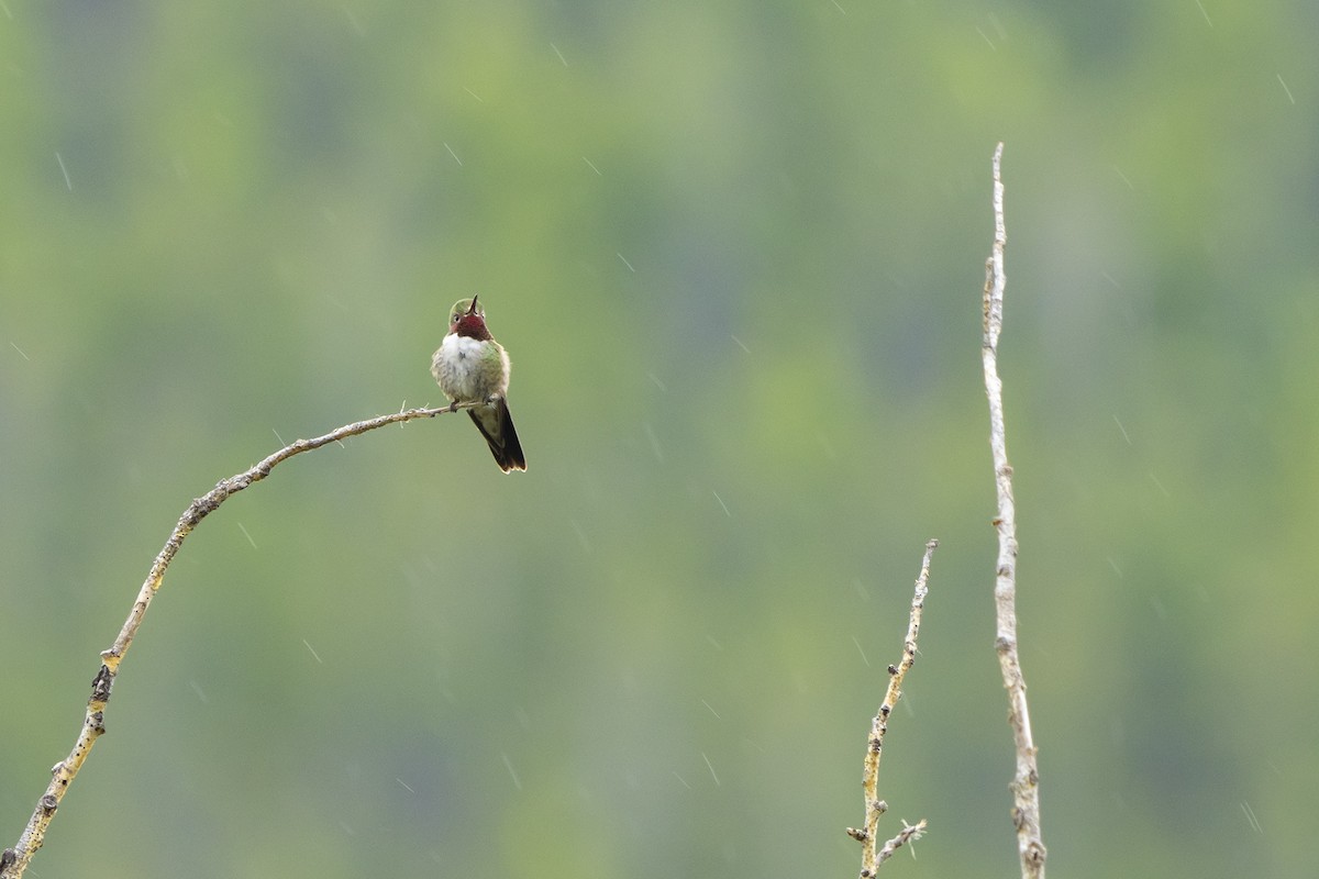 Broad-tailed Hummingbird - ML248179811