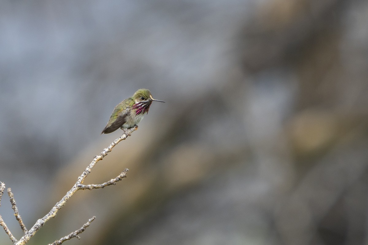 Calliope Hummingbird - ML248179831