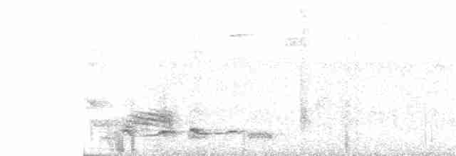 Lance-tailed Manakin - ML248180071