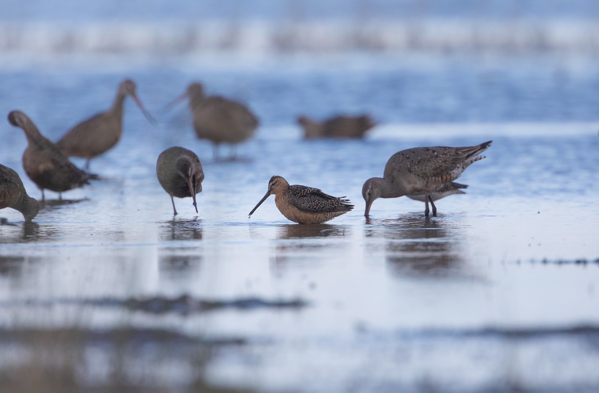 Long-billed Dowitcher - ML248184911