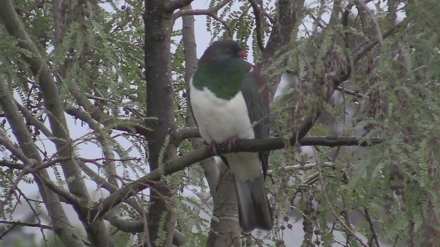 New Zealand Pigeon - ML248185731