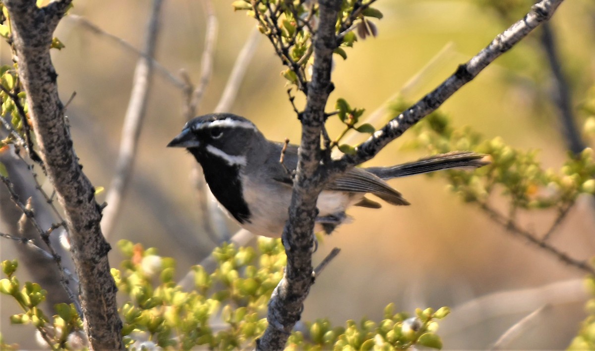 Black-throated Sparrow - ML248190681