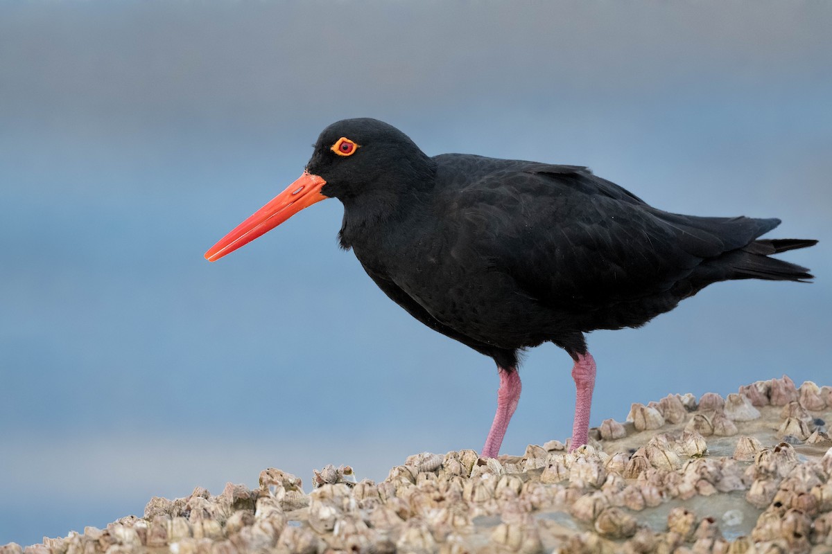 Sooty Oystercatcher - Terence Alexander