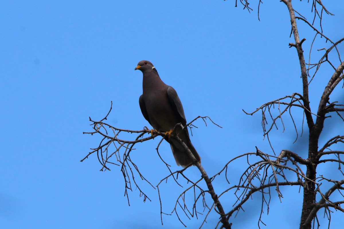 Band-tailed Pigeon - Spencer Follett