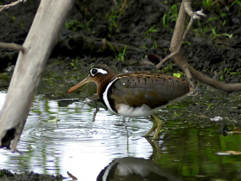 Greater Painted-Snipe - ML248195781