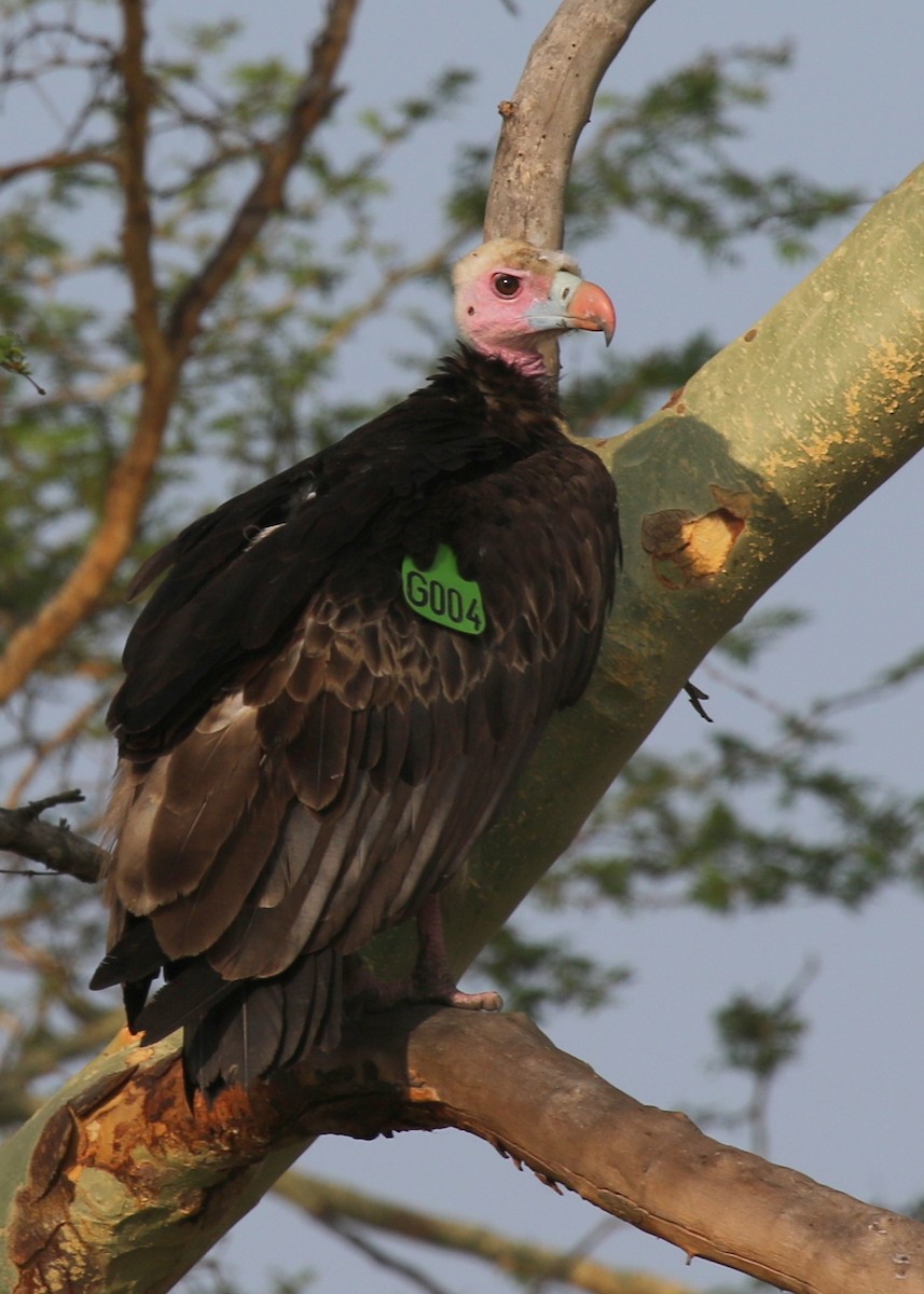White-headed Vulture - ML248195831