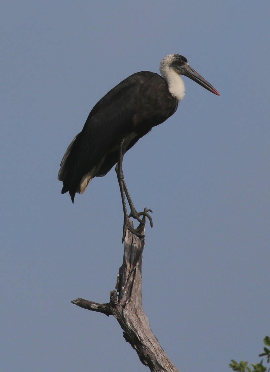 African Woolly-necked Stork - ML248195841