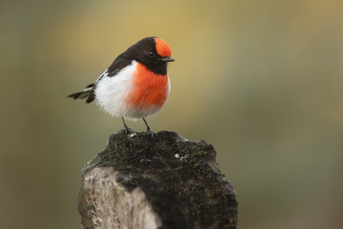 Red-capped Robin - ML248196591