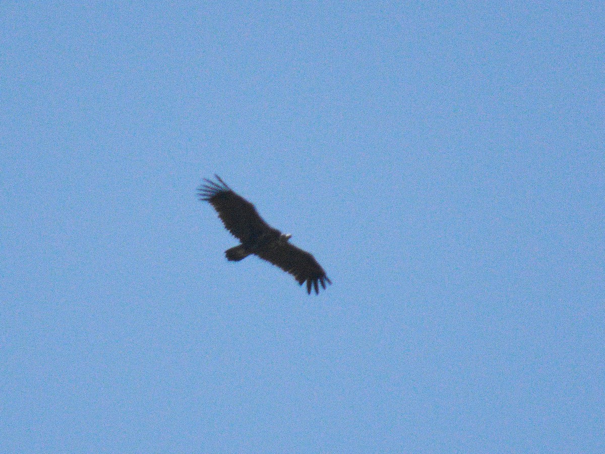 Cinereous Vulture - ML248196721