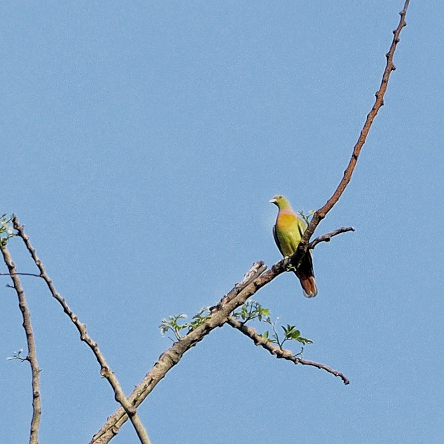 Orange-breasted Green-Pigeon - Abhimanyu Singh