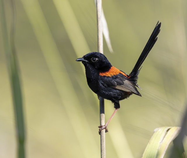 The Wren in Black and Red