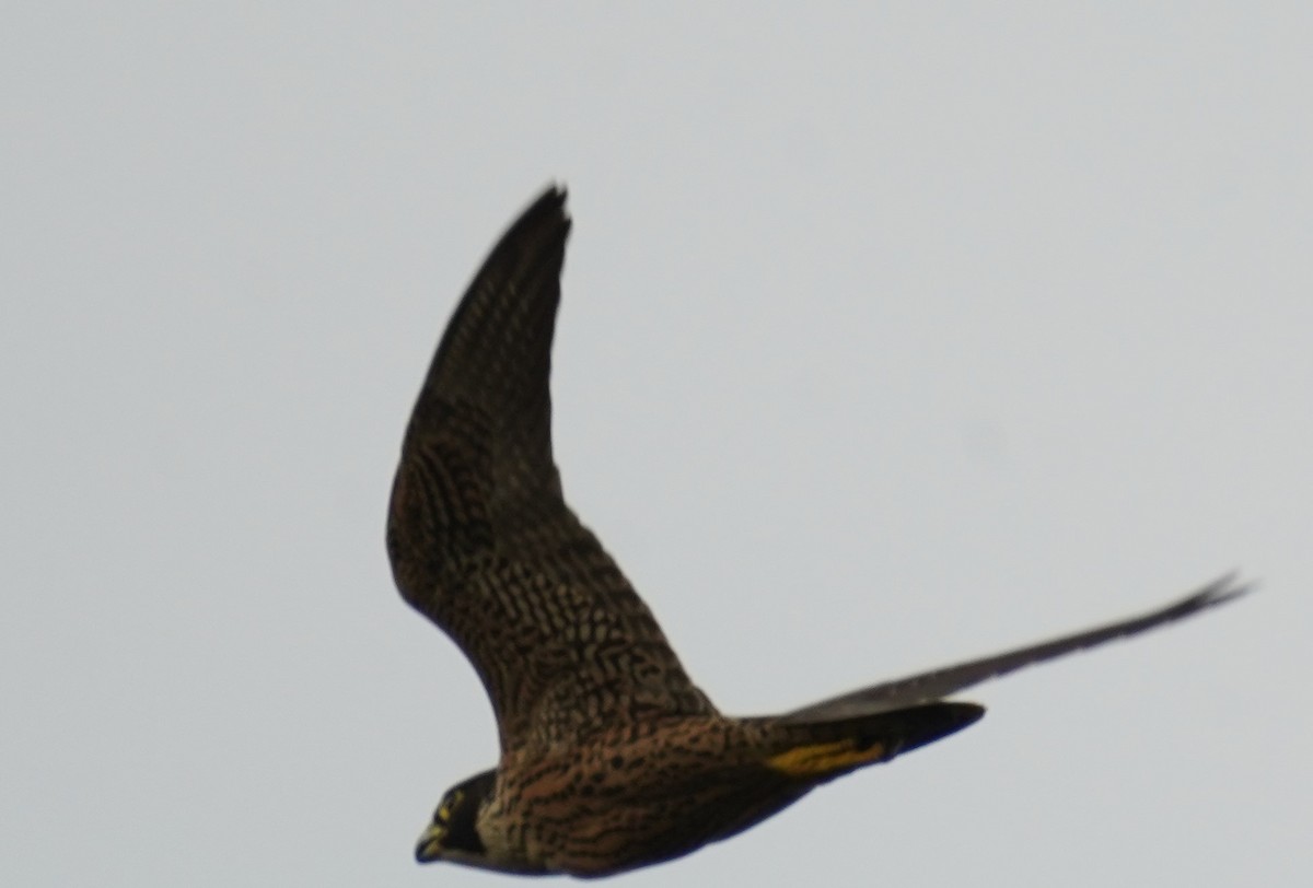 Peregrine Falcon - Kunal Bamby