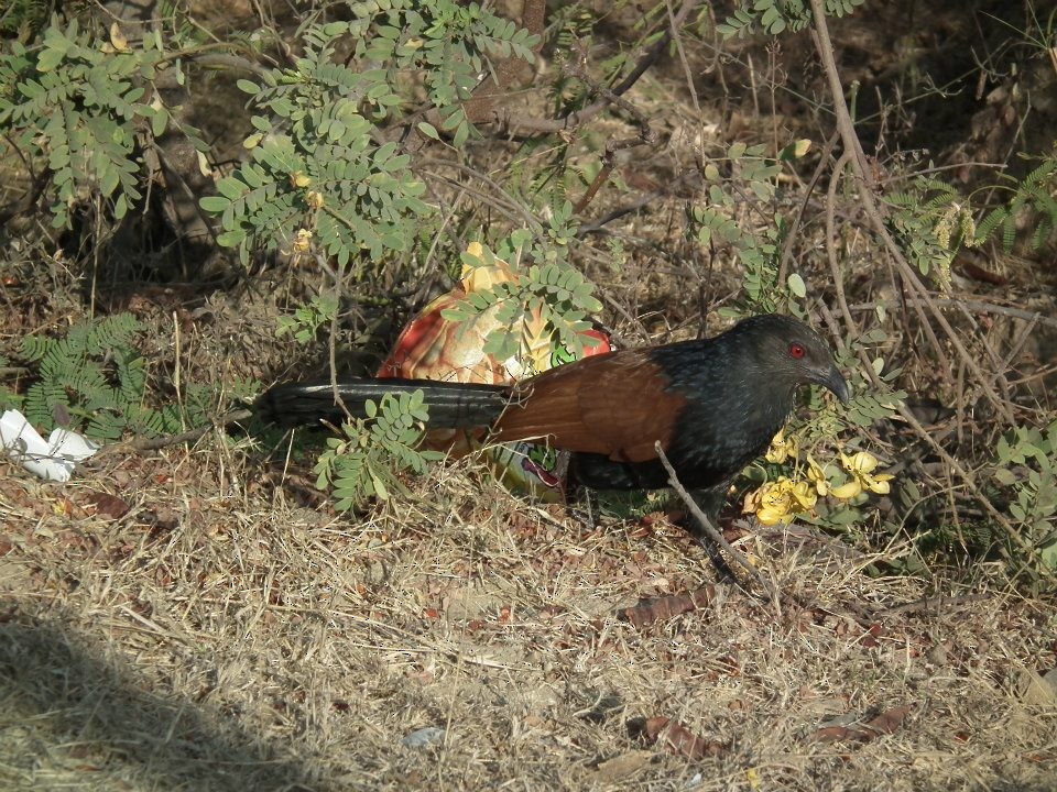 Greater Coucal (Southern) - ML248203581