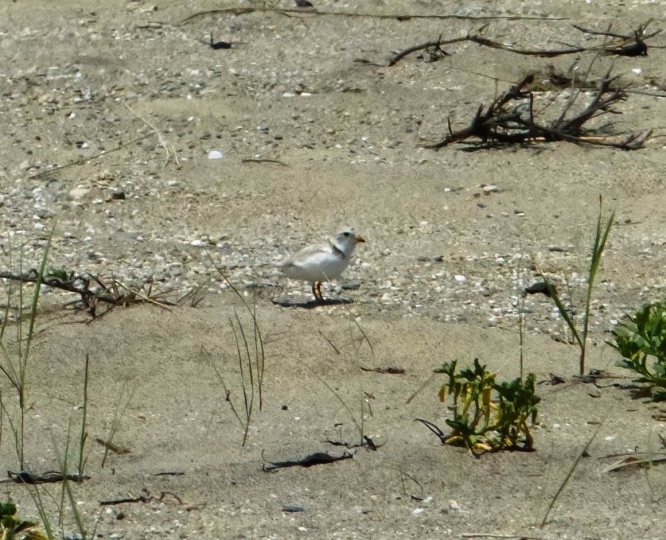 Piping Plover - ML248204091