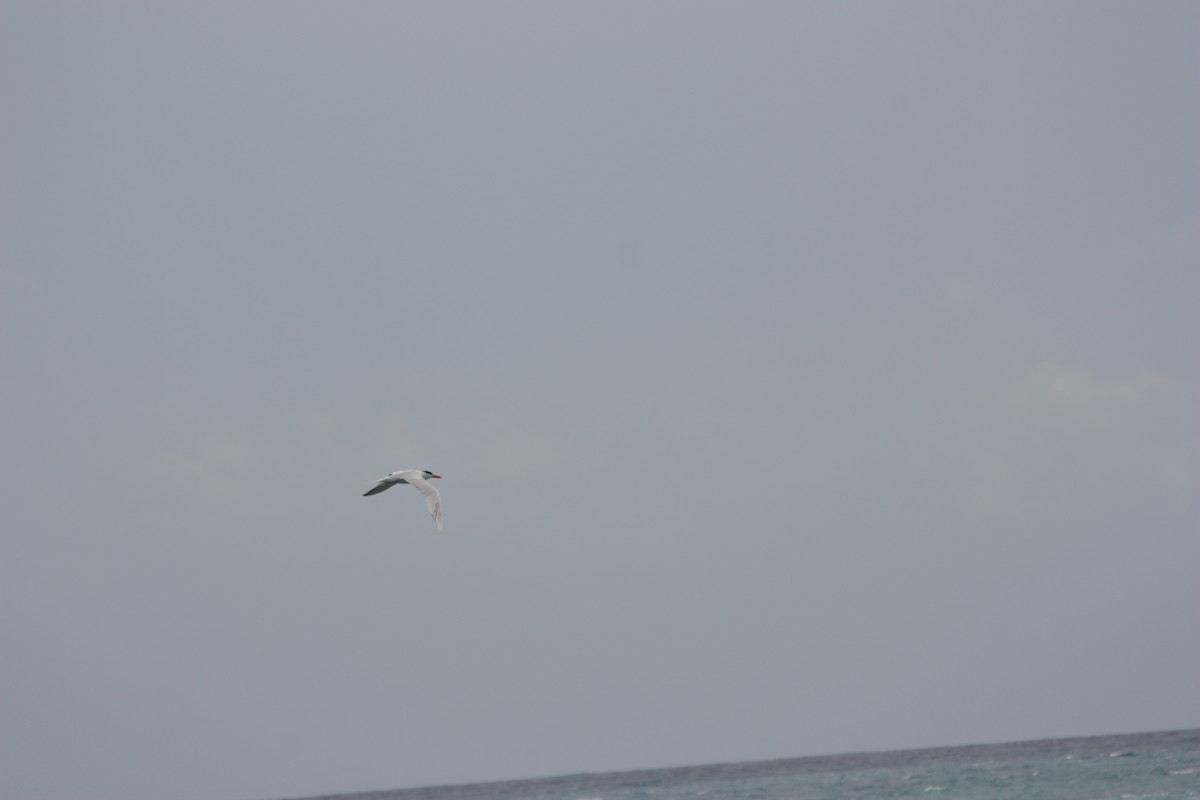 Royal Tern - adriana centeno