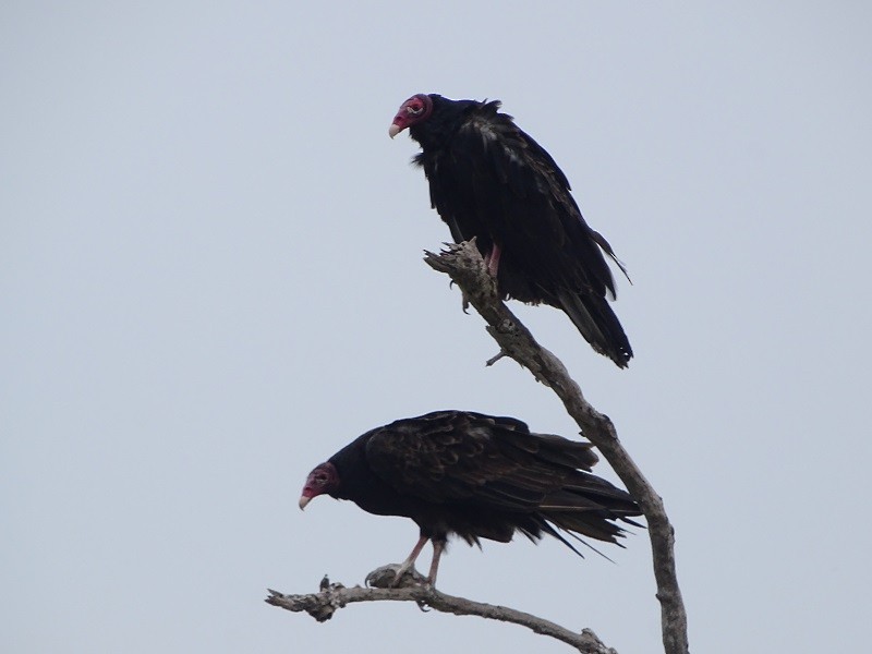 Turkey Vulture (Northern) - ML248206951