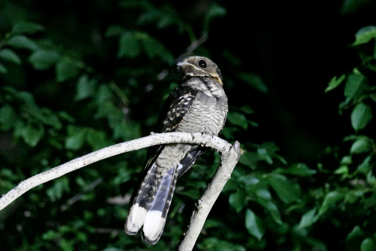 Large-tailed Nightjar - Trevor Oliver