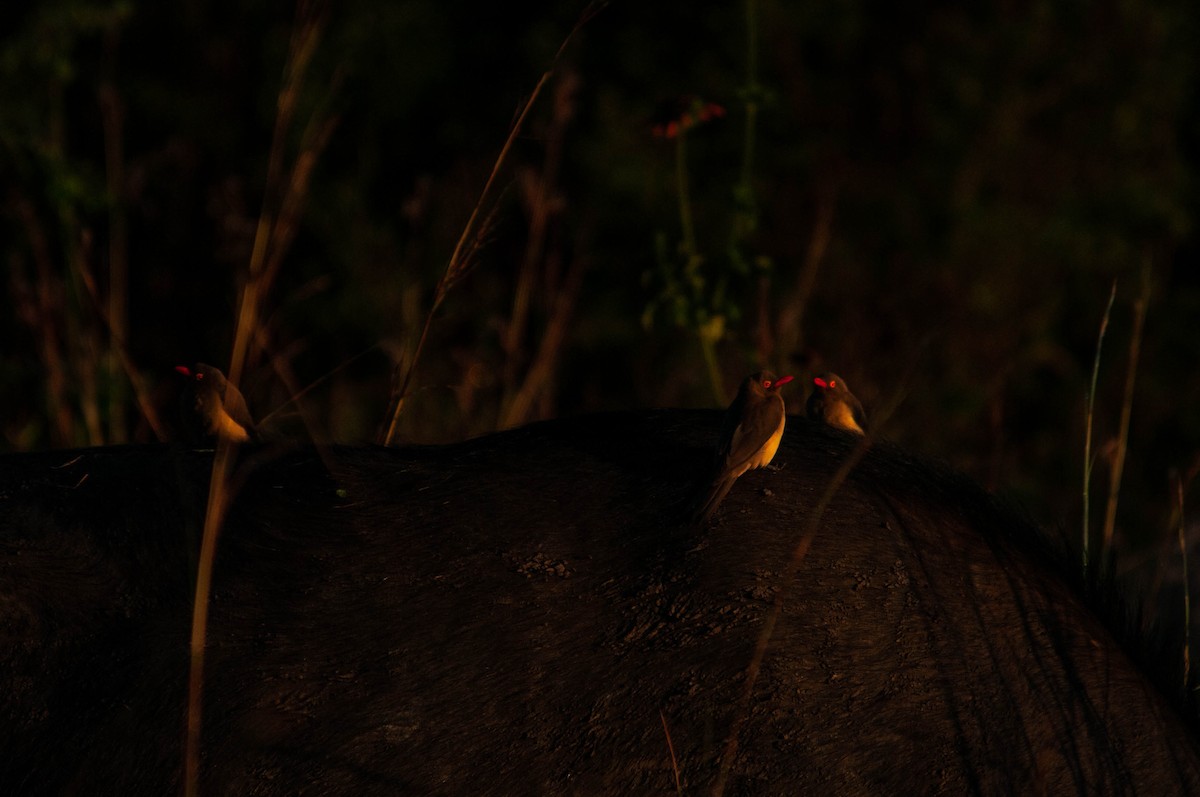 Red-billed Oxpecker - Paul Obuna